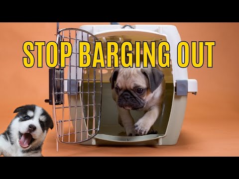 Stop Your Dog From Barging Out Of Their Crate