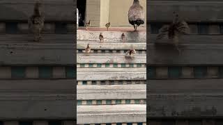 Eight cute baby peachicks challenge stairs 😍🥰🦚 #shorts