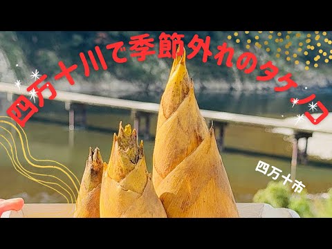 11月に季節外れのタケノコ！四万十川もビックリ(四万十市)