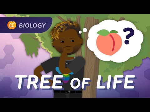 Biological Diversity, Butts, and the Tree of Life: Crash Course Biology #18