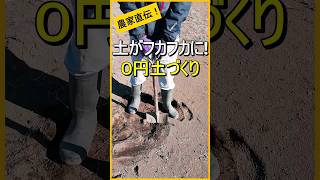 米ぬかだけでラクラク簡単土づくり【有機農家直伝！無農薬で育てる家庭菜園】　23/2/2　#shorts