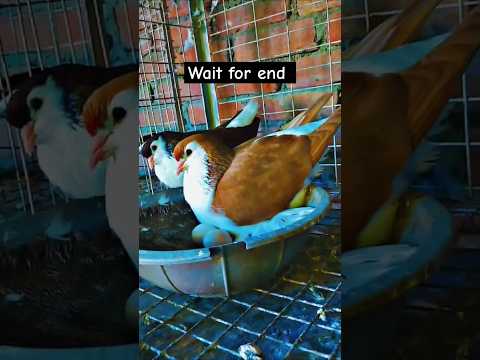 Surak siraji kobutor #pigeon #shortvideo #shorts #viralvideo