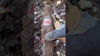 2 Old Soda Bottles Found at the old dump site #bottledigging #shorts