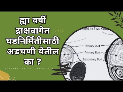 ह्या वर्षी द्राक्षबागेत घडनिर्मितीसाठी अडचणी येतील का ?