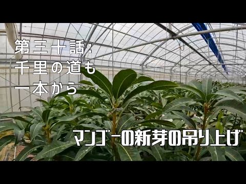 【第三十話】真上に向かってグンググン！！ 〜 マンゴーの新芽の吊り上げ 〜