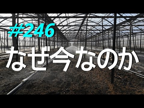 【トランプ革命】日本保守党叩きの黒幕　2025/02/20