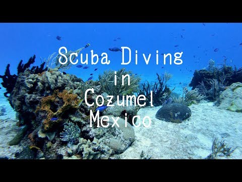 コスメル島ダイビング！Scuba diving in Cozumel Mexico !