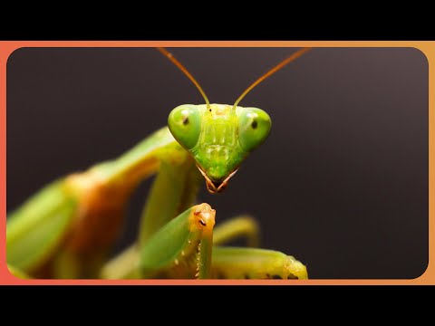 How Do Insects Outsmart Predators? (4K Documentary)