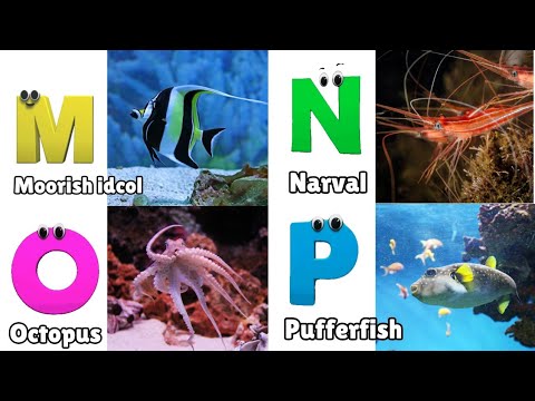 Sea Animals ABC Song | Sea Animals for Toddler | Alphabet Song | Phonics for Kids | Alphabet Letter