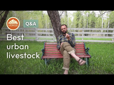 Best Permaculture Livestock for Urban Environments