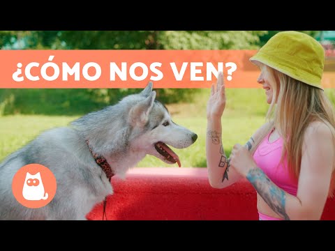 ¿Cómo VEN los PERROS a los HUMANOS? 🐶🧍🏻‍♀️ ¿Nos Ven Como a Sus Padres?