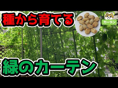 初めてでも簡単【ゴーヤの育て方】種から育てる緑のカーテン 発芽率UP↑の方法