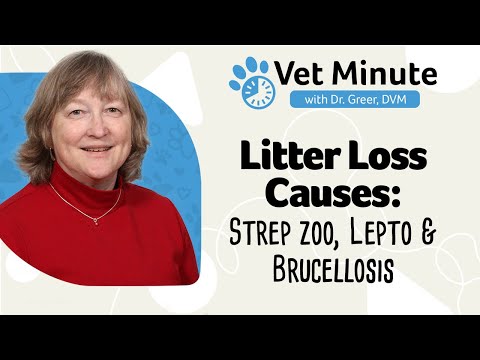 Litter Loss Causes: Strep zoo, Lepto & Brucellosis