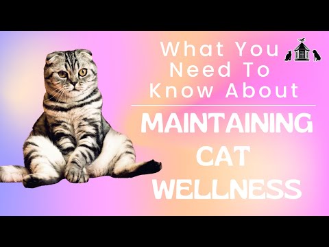 What You Need To Know About Maintaining Cat Wellness