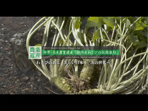 字幕版：静岡水わさびの伝統栽培