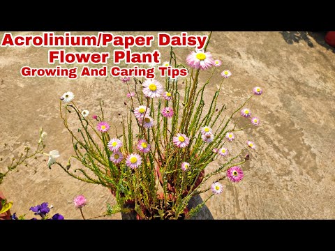 Acrolinium /Paper Daisy Flower Plants:Growing And Caring Tips