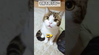 【TikTokでバズったおしゃべり猫】小さい返事がかわいい　　　#おすすめにのりたい #猫可愛い #猫好きさんと繋がりたい #猫のいる暮らし #fyp