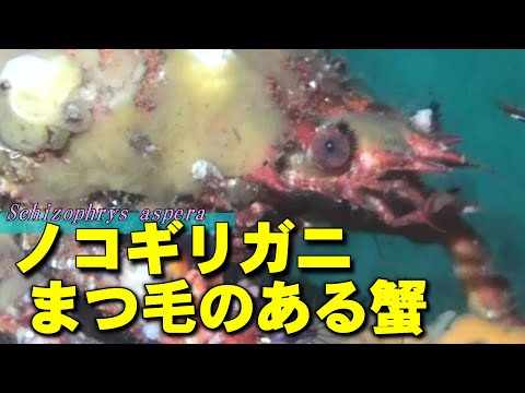 【 ノコギリガニ 】エレガントリフトカール蟹　Schizophrys aspera