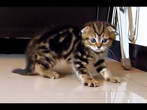 I'm the filmstar | Cute Kitten named Neo