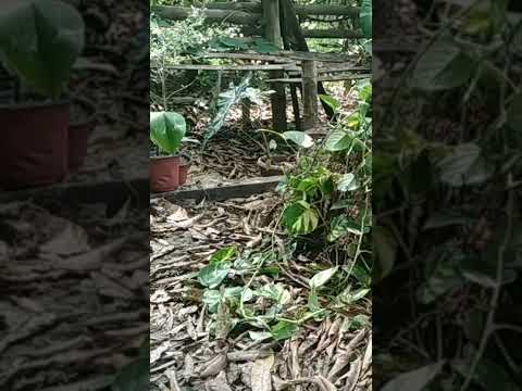 Pothos on a stump makes a great centerpiece / Garden transformation / watch till the end / #shorts