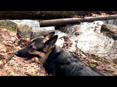 Ep139 Black River Hiking with Our German Shepherd Hiking with Dog in the Wilderness - forest