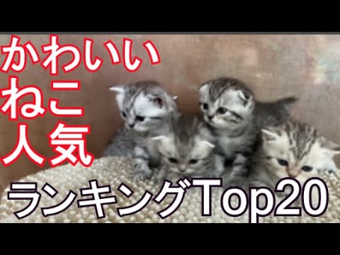 Cat Popularity Ranking Cute Baby Kittens and Squeals Type Top 20 Pets