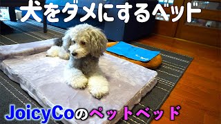 🐶犬をダメにする、JoicyCo のペットベッドが来た！！（前編）【トイプードルのグリィ】【dog】【toy poodle】