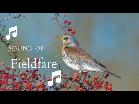 👉 S20 Fieldfare ( Turdus pilaris ) | Cocoșar