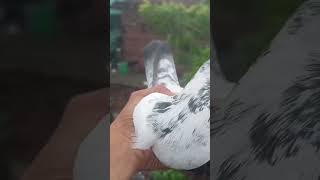 #youtubeshorts #pigeon #pigeonbreeds #trendingshorts #kabootar #whitepigeon #pigeontypes #bird