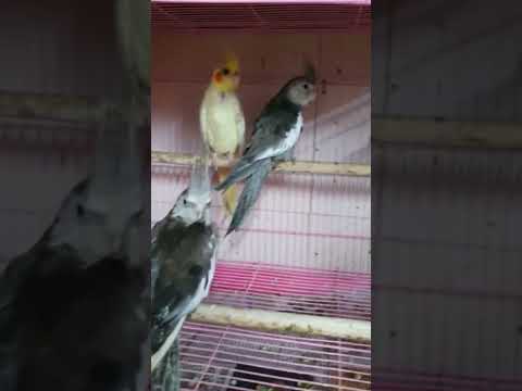 Humare cockatiel bird dekho 🦜 #cockatiel #parrot #cockatiels #shorts #youtubeshorts