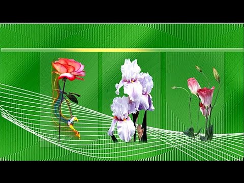 Цветы и музыка для души Beautiful flowers and music