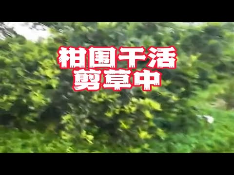 新会柑围定期剪草，草也要留一才好，但是也要适量剪才好