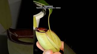 奇異蘋果豬籠草 Nepenthes mirabilis x ampullaria - straits(c)