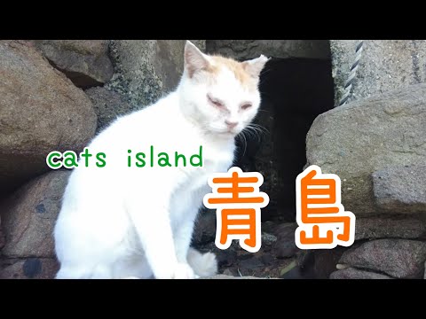 秘密の通路　誰にも言わないでくださいSecret passage, don't tell anyone【青島】【夏休み2024】【猫島巡り】