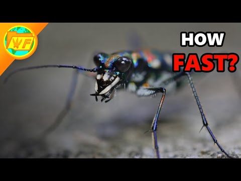 The World's FASTEST Insect - The Tiger Beetle