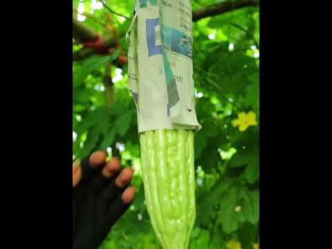 Bitter Melon Farming Technique to Get Good Fruit Color #bittermelon #farming #agriculture #shorts