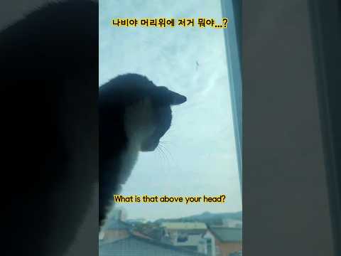 나비야, 머리 위에 저거 뭐야...? What is that above your head? #cat #cute