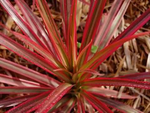 Get to Know Dracaena Spikes - Part Sun-Loving Plants