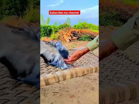 subscriber badhane ka tarika #pigeon #pigeonbreeds #beautiful #whitepigeon #kabootar #pigeontypes