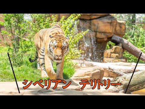 那須どうぶつ王国 シベリアン　テリトリー