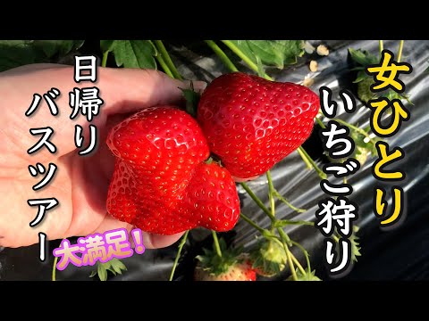 strawberry picking in Chiba, Japan