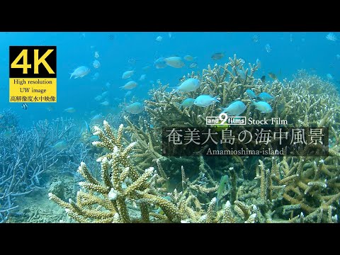 【4K 水中映像】奄美大島の海中風景 / Underwater scenery / Amamioshima-island Kagoshima