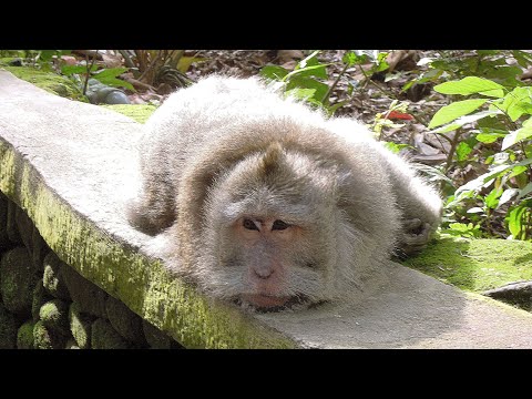 HOW MONKEYS REST IN THE RESORTS OF THAILAND WITHOUT VACCINATIONS AND PCR TESTS 🐒 Monkey video