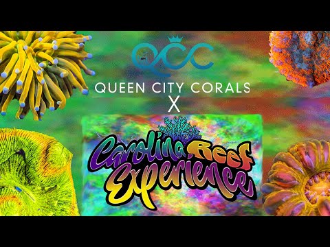 Carolina Reef Experience Coral Show!