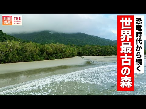 【世界遺産】不思議な動物がたくさん！世界最古の森 Queensland, Australia.