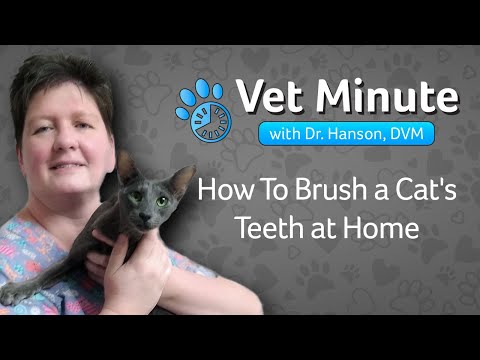 How to Brush a Cat's Teeth at Home