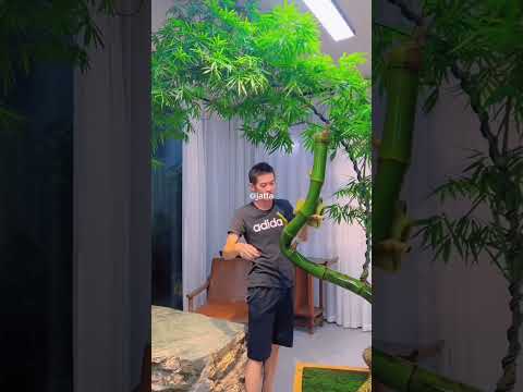 Mastering Bamboo: Giant Bonsai Tree #BambooBonsai #BonsaiArt #BambooCraft #ChineseArtisan #BonsaiTre