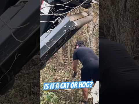 Brushing with a Cat instead of a Hog! #shortsvideo #bobcat