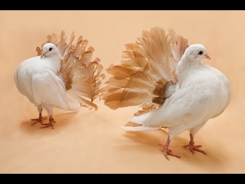 fancy kabutar fancy urban pigeon urban kabootarbazi pigeons