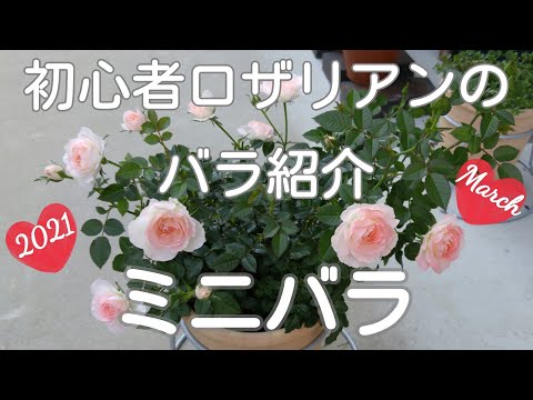 ガーデニング初心者の庭のバラ紹介【ミニバラ】♪昨年の開花の様子🌹